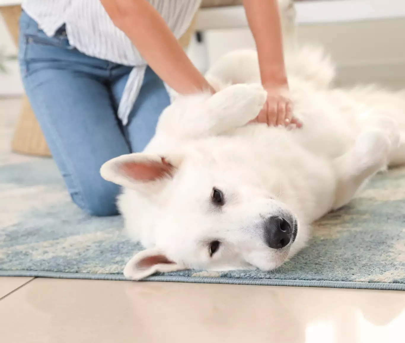 Massage pour chien et chat à Plescop