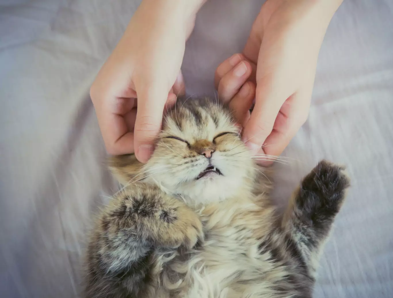 Massage pour chien et chat à Plescop