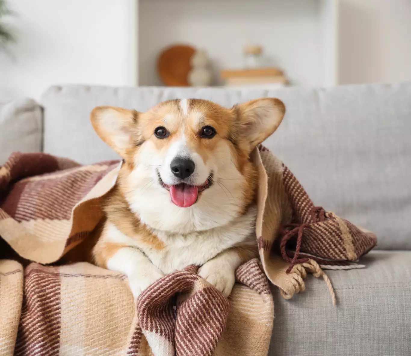 Soins énergétiques animaux à distance